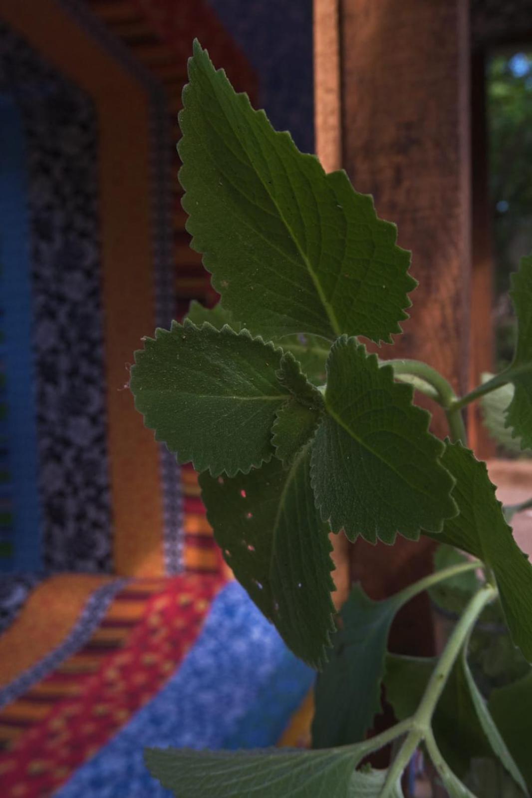 Planta Glamp Farm Hotel Santa María Huatulco Екстериор снимка